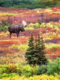 Bull Moose and Autumn Tundra, Denali National Park, Alaska, USA Photographic Print at AllPosters.com #moosehuntingalaskanationalparks