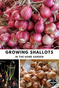 Learn how to grow shallots in your garden, including harvesting tips. Harvest green tops and use them like scallions or chives or harvest shallot bulbs. #gardeningchannel #gardening #growingshallots #vegetablegardening