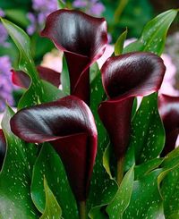 Tips on how to care for a Calla Lily plant at Houseplant411.com