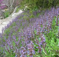 Salvia sonomensis x mellifera 'Mrs. Beard' - Buy Online at Annie's Annuals