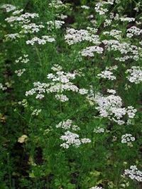 Anise (Pimpinella anisum)