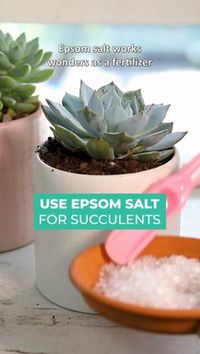 Did you know that epsom salt has some positive effects on succulents? #succulent #succulents #gardening #epsomsalt #succulentarrangement #succulentsofinstagram #succulentlove #succu #succulover #succuholic #succulovers #succulentaddict #succulenta #succuaddict #succulente #succulove #succulover #succulovers #succulentsofinsta #succulentplant #succulentlife #succulentjunkie #natural #crazyplantlady #crazyplantpeople #crazyplantguy #cactus