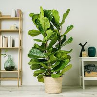 Comprar Ficus Lyrata Be.Green