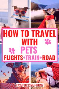 Traveling with pets: Everything you need to know 16