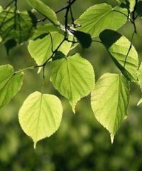 Small Leaved Lime Trees - Tilia cordata | Trees to Plant