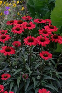 (aka: Echinacea 'TNECHKRD') Echinacea 'Kismet Red' from the Terra Nova breeding program is another dramatic improvement in coneflower breeding. The compact mass of 18" tall, black stems produce a dense show of scarlet red flowers, starting for us in mid-June (NC)...perfect for creating breathtaking summer combinations in the well-drained sunny garden. After the first flowering, cut the plants to the ground and you'll be rewarded with a fantastic repeat bloom.