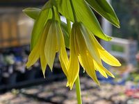 What is Uvularia grandiflora? What does Uvularia grandiflora look like? Where does Uvularia grandiflora grow? How do I grow Uvularia grandiflora?