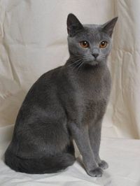 The Chartreux cat. Graceful.