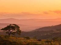 African Savannah