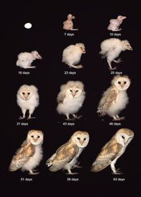 Life cycle of a Barn Owl