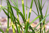 Zebra grass (Miscanthus sinensis 'Zebrinus') is a variegated ornamental grass. Learn helpful tips on growing, maintenance, propagating, and more.