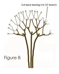 How And When To Prune a Crape Myrtle Tree The Right & Best Way - Wilson Bros Gardens