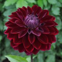 kaisha lea dahlias - Google Search