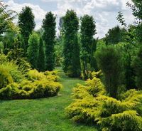 beautiful evergreen plantings with gold coast juniper