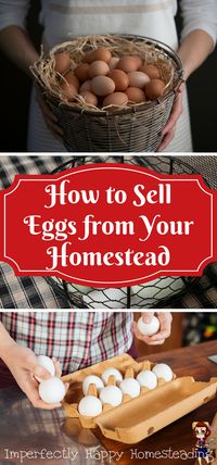 How to Sell Eggs from Your Homestead or Hobby Farm.