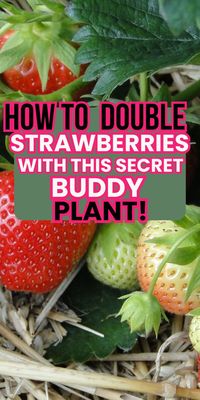 Ready to level up your strawberry game? Learn how to double your harvest with this sneaky companion plant trick!