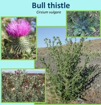 Bull Thistle - Invasive Weed - Spilyay Tymoo