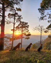 Deep in the oak and pine forests of the Virkhan village in Uttarakhand, a sloping green roof pops out amidst the trees. Concealed within the foliage is Bir Terraces—not situated in Bir, as you might assume, but about 50-km from Nainital. This family-home-turned-homestay offers an escape, not just from city life, but also from the more popular hill stations of Nainital and Mukteshwar. Here, your only views are the glorious towering trees and the Kumaon Himalaya beyond. Swipe right to see more...