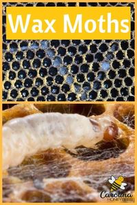 Did Wax Moths kill your beehive? Maybe not. But they can be a symptom of a bigger problem. #carolinahoneybees #honeybee #beekeeper