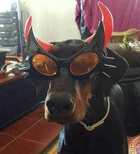 Doberman