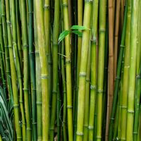 An aesthetic photograph of bamboo.