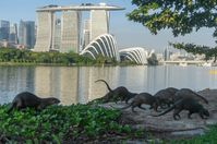 17 Places Where You Can Spot The Adordable Singapore Otters