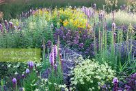 Border with Heliopsis 'Asahi', Sedum 'Karfunkelstein', Origanum 'Rosenkuppel', Liatris spicata and Coreopsis Moonbeam