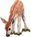 FREE Realistic Deer