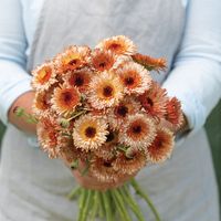 Orange Flash - Calendula Seed | Johnny's Selected Seeds