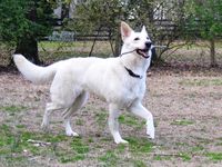 This is Shiro. A three year old white German shepherd dog. She is available for adoption.