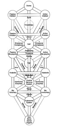 Diagram 5 - Human Body