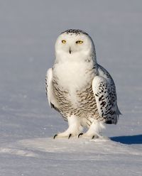 Snowy Owl (Bubo scandiacus) by Rachel Bilodeau - The Owl Pages