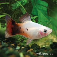 Platy Maculatus amanecer calico