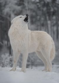 ARCTIC WOLF