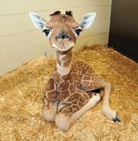 Here are pictures of baby animals - McCovey Chronicles