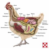 How do chickens digest feed? Dr. Patrick Biggs from Team Purina recently discussed chicken anatomy and how a chicken breaks down feed. The presentation was a part of a chicken coop tour at the Purina farm with Kathy The Chicken Chick and Julie the Garden Fairy. Click the graphic to learn how chickens digest feed and how chickens make eggs.