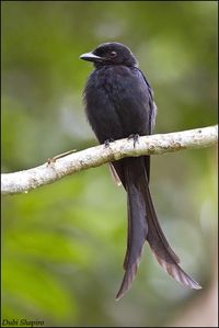 Mayotte Drongo (Dicrurus waldenii) Adult resting up in the canopy | the Internet Bird Collection | HBW Alive