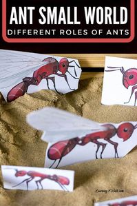 I love when a simple activity can help a child understand a concept. This simple ant small world allowed my daughter to learn the different roles of ants.