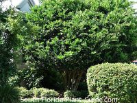 mature ligustrum tree