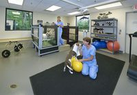 Rehabilitation therapy can benefit many animals of all ages, with a variety of conditions. Description from animalneurology.com. I searched for this on bing.com/images