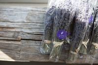 Carefully harvested by hand and dried in bundles, this bouquet of natural lavender showcases the vibrant colours and essence of our lavender all year long.  Place in a vase or other container to brighten up any room, or add sprigs to your own floral arrangements.