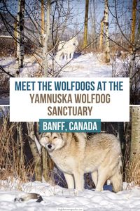 The Yamnuska Wolfdog Sanctuary guarantees an unforgettable experience that’s bound to imprint a paw on your heart. It is a haven for rescue wolfdogs, giving them a chance at a life filled with care. In this adventure, you’ll get a chance to walk among the wolfdogs. Your visit to Yamnuska is more than a day out – it’s a chance to connect and learn about these beautiful animals.