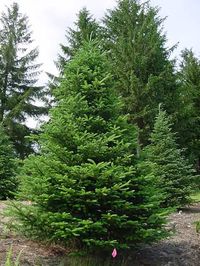 fir tree