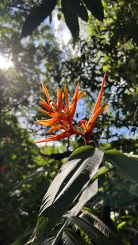 Heliconia psittacorum, ou simplesmente helicônia. Esta espécie, de beleza ímpar, é nativa do Brasil, embora não endêmica, ocorrendo ao longo dos trópicos, principalmente no continente americano, em regiões da Floresta Amazônica e Mata Atlântica. Apresenta-se como uma erva, com rizoma, de onde partem inúmeros pseudocaules, caracterizando seu crescimento cespitoso. As folhas da helicônia são oval-lanceoladas ou oblongas, com ápice acuminado, de textura coriácea e brilhantes. As inflorescências são