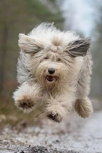 Ready to welcome a bundle of fluffy dogs charm into your home? Meet the iconic aesthetic dog the Old English Sheepdog! Explore these big dogs now and discover the joy of welcoming an Old English Sheepdog into your home #OldEnglishSheepdog #bigdogs #aestheticdogs #dogs #doglovers