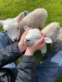 spring lamb cuddles