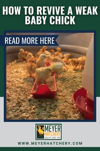 If your young baby chicks are weak, chilled and cold you need to quickly work to fix the issues so your baby chick will live. Learn tips and tricks from Meyer Hatchery, A Premier hatchery located in the US for how to help your chicks #babychicks #chicks #dying #farming #homesteading #meyerhatchery