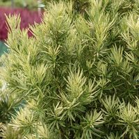 Roman Candle Podocarpus (2 Gallon) Variegated Evergreen Shrub with White and Green Foliage - Full Sun to Part Shade Live Outdoor Plant - Southern Living Plant Collection - Walmart.com