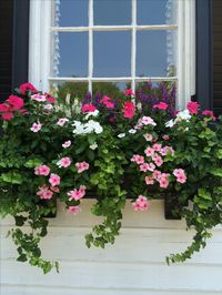 Love the lush ivy used with the pretty pink blooms in this window box