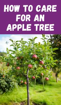 How to Care for an Apple Tree